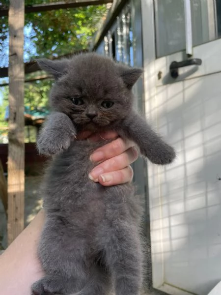cuccioli di razza scottish, 2 mesi compiuti | Foto 3