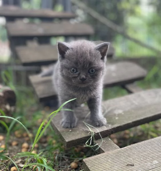 cuccioli di razza scottish, 2 mesi compiuti | Foto 2
