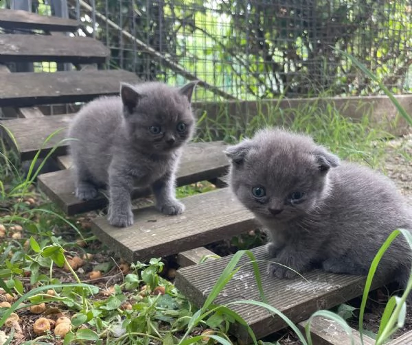 cuccioli di razza scottish, 2 mesi compiuti | Foto 1