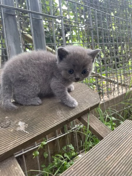 cuccioli di razza scottish, 2 mesi compiuti | Foto 0