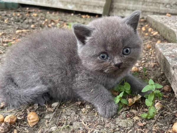 cuccioli di razza scottish, 2 mesi compiuti