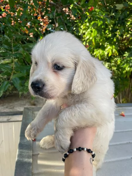 cuccioli 2 mesi golden retriever | Foto 4
