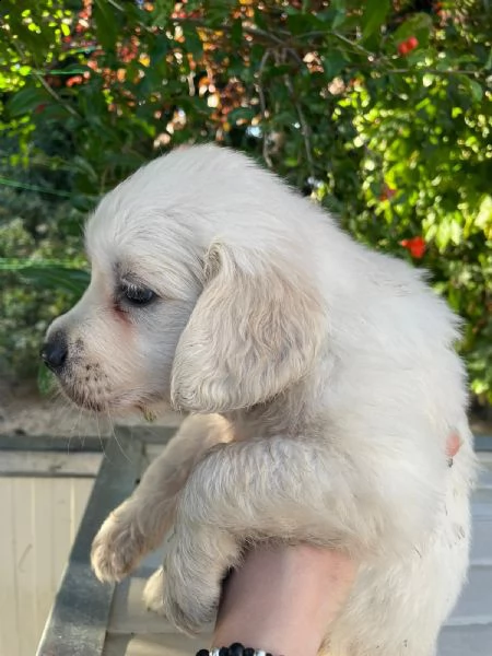 cuccioli 2 mesi golden retriever | Foto 3