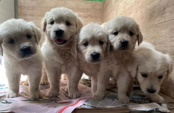 cuccioli 2 mesi golden retriever | Foto 2