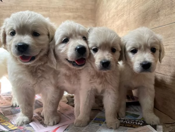 cuccioli 2 mesi golden retriever
