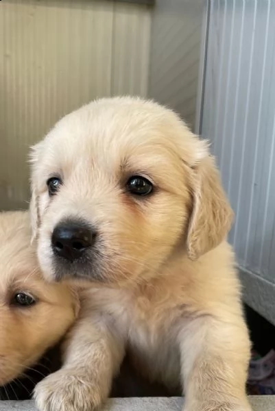 cuccioli 2 mesi golden retriever | Foto 0