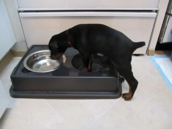 cuccioli di dobermann | Foto 0