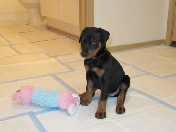 cuccioli di dobermann