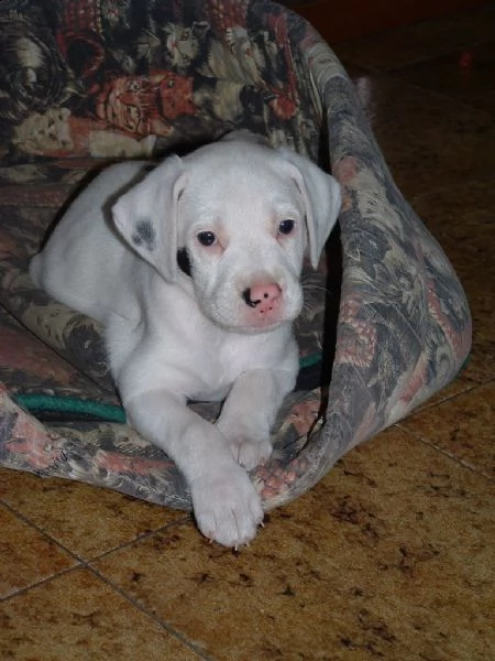 disponibili cuccioli dogo argentino | Foto 0