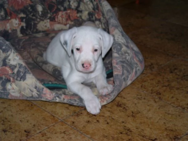 disponibili cuccioli dogo argentino