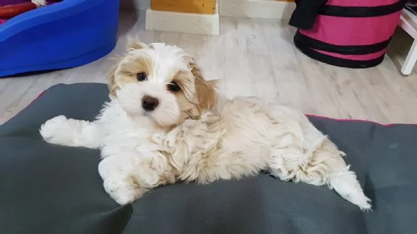 bellissimi cuccioli di havanese | Foto 1