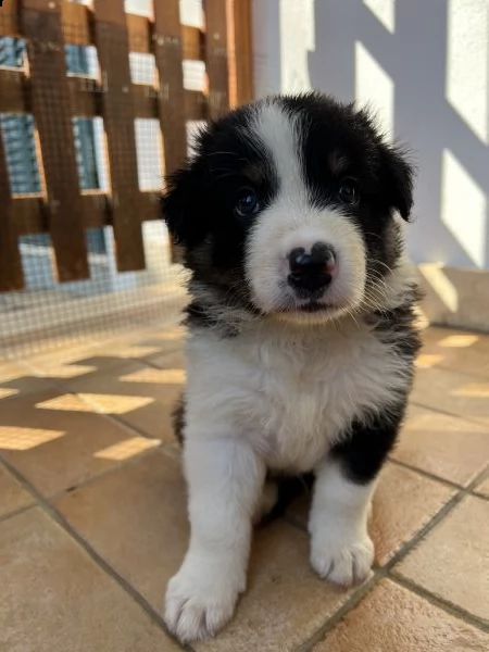 cuccioli border collie | Foto 6