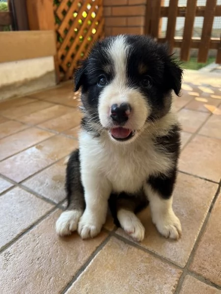 cuccioli border collie | Foto 5