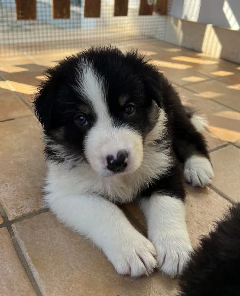 cuccioli border collie