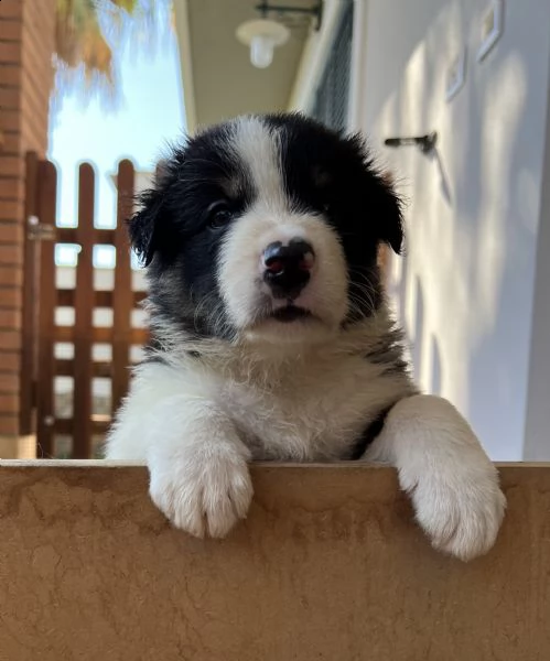 cuccioli border collie | Foto 4