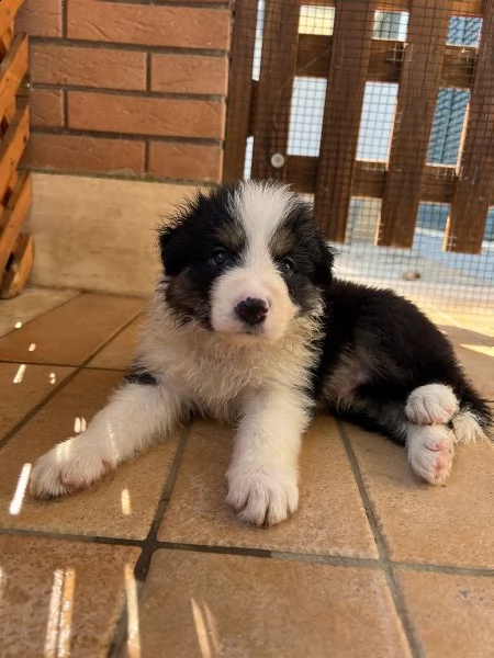 cuccioli border collie | Foto 3
