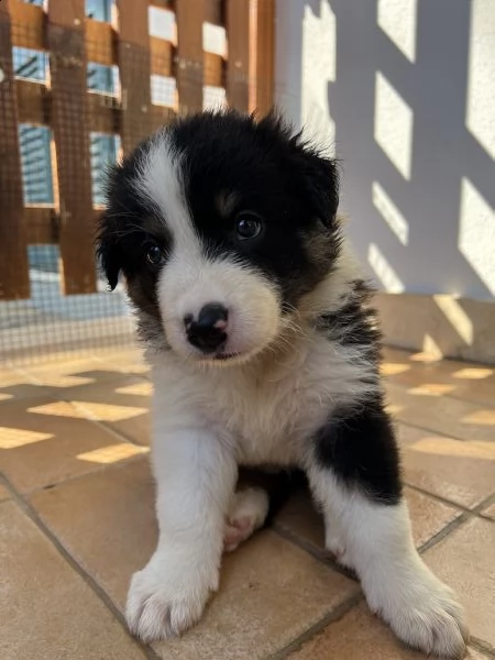 cuccioli border collie | Foto 2