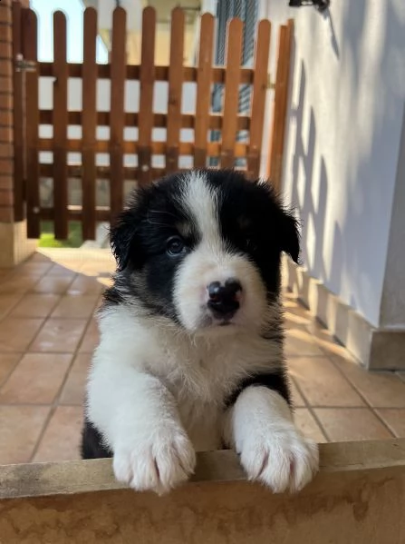 cuccioli border collie | Foto 1