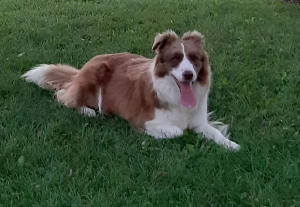 cuccioli border collie | Foto 0