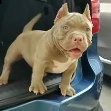 cuccioli di pitbull registrati per ladozione