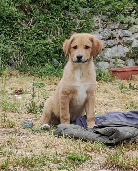 quattro fratellini cercano casa | Foto 0