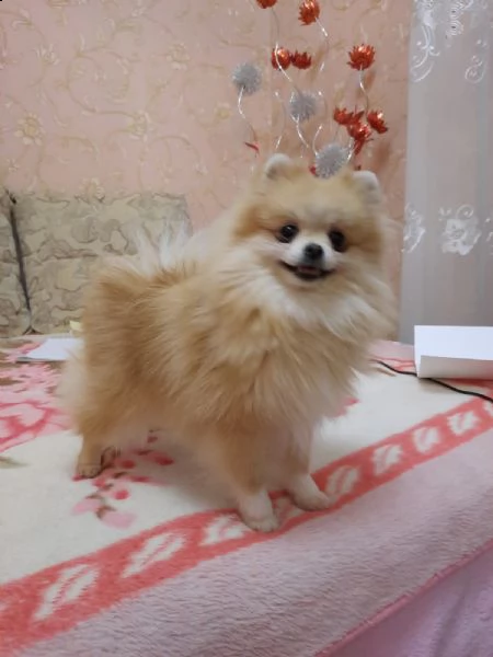 i cuccioli di pomerania allevati dai genitori dei campioni sono venduti | Foto 1
