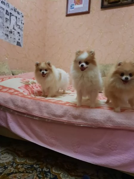 i cuccioli di pomerania allevati dai genitori dei campioni sono venduti | Foto 0