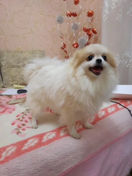 i cuccioli di pomerania allevati dai genitori dei campioni sono venduti