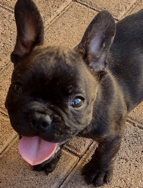 due cuccioli di bouldogue francesi..