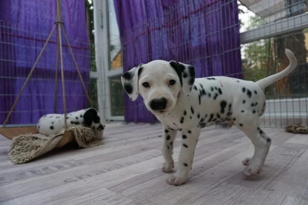 meravigliosa cuccioli di dalmata