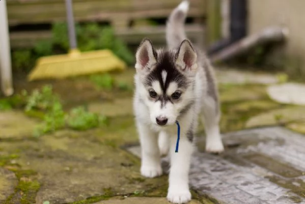 cuccioli di siberian husky | Foto 1