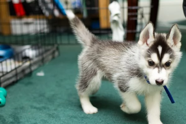 cuccioli di siberian husky | Foto 0