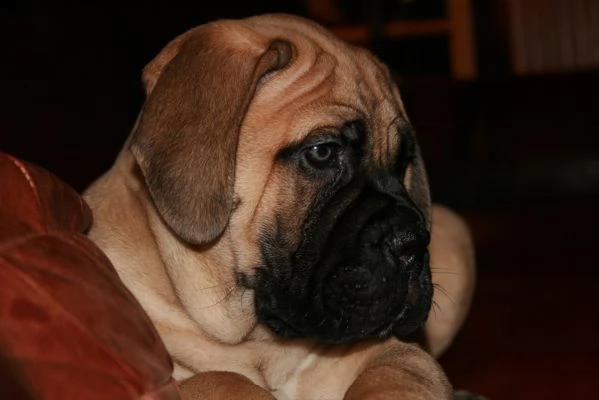 cuccioli bullmastiff | Foto 0