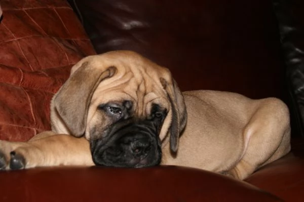 cuccioli bullmastiff