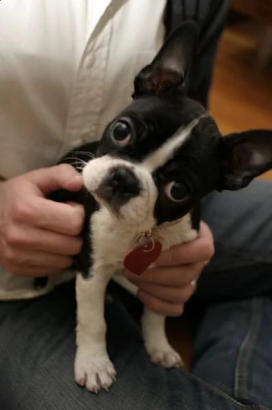 bellissimi cuccioli di boston terrier  | Foto 0