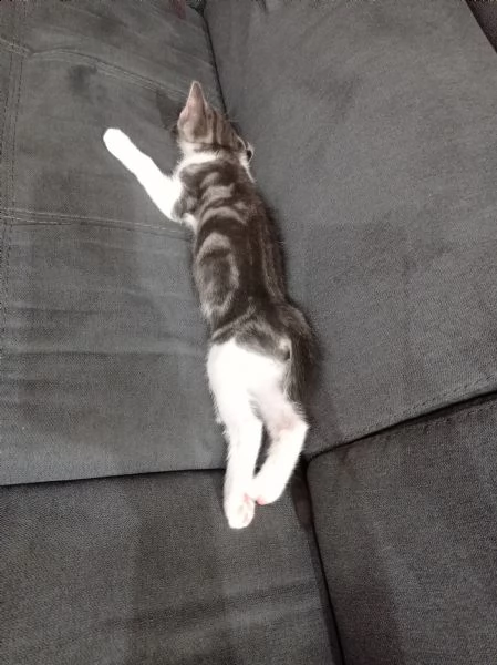 un bellissimo gattino di 3 mesi 