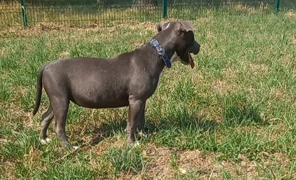 cucciola blue di american pitbull terrier in standard ukc chocolate e blue | Foto 4