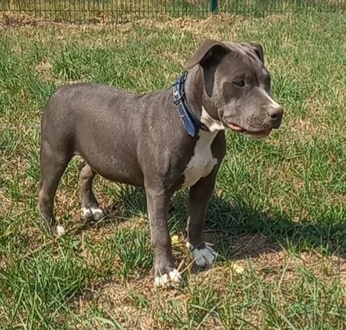 cucciola blue di american pitbull terrier in standard ukc chocolate e blue