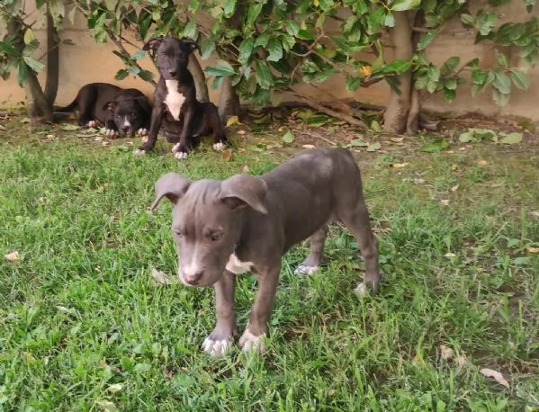 cucciola blue di american pitbull terrier in standard ukc chocolate e blue | Foto 3
