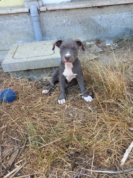 cucciola blue di american pitbull terrier in standard ukc chocolate e blue | Foto 2