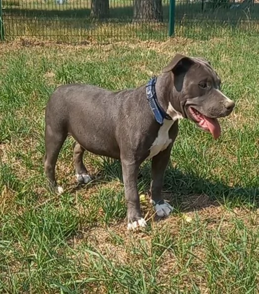 cucciola blue di american pitbull terrier in standard ukc chocolate e blue | Foto 1