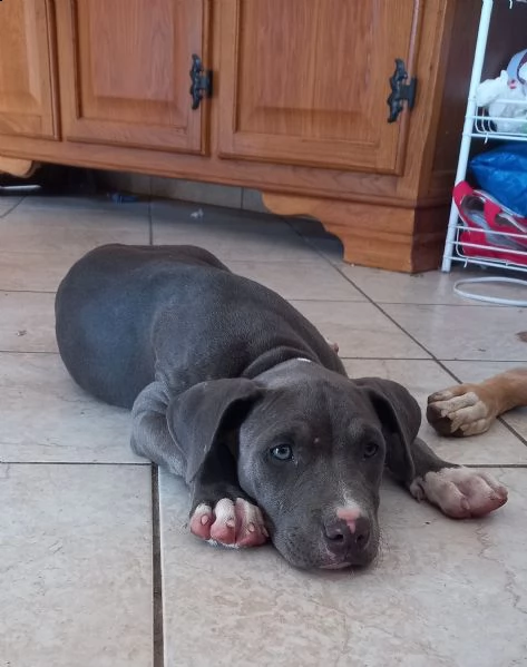 cucciola blue di american pitbull terrier in standard ukc chocolate e blue | Foto 0