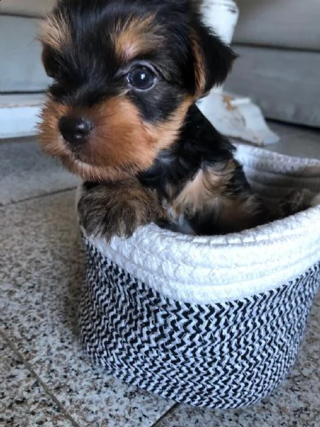 yorkshire cucciolo maschio piccola taglia | Foto 3
