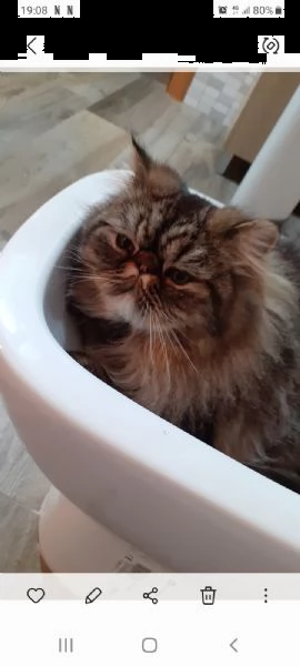 regalo in adozione due splendidi gatti maschi persiani di due anni motivi familiari  | Foto 1