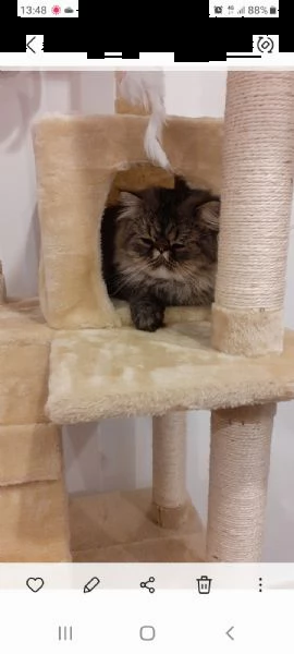 regalo in adozione due splendidi gatti maschi persiani di due anni motivi familiari  | Foto 0