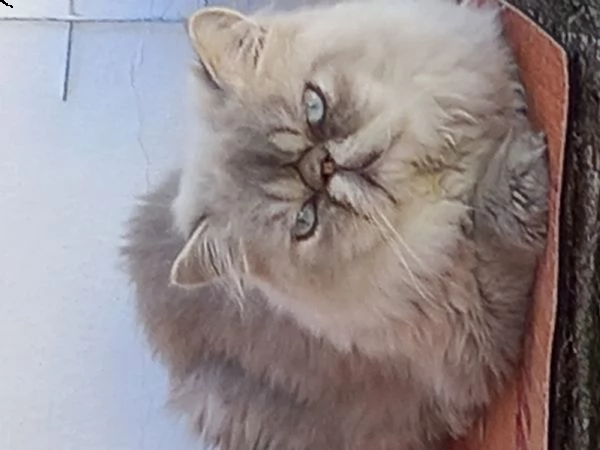 regalo in adozione due splendidi gatti maschi persiani di due anni motivi familiari 