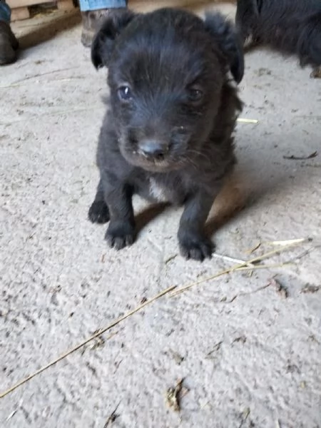 cagnolino razza piccola | Foto 1