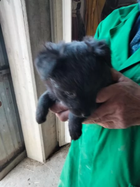 cagnolino razza piccola | Foto 0