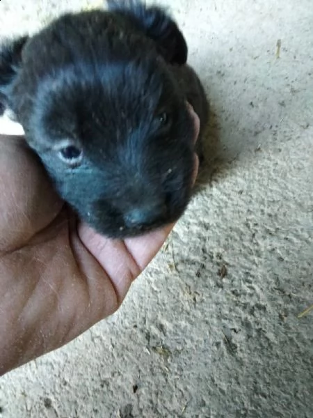 cagnolino razza piccola