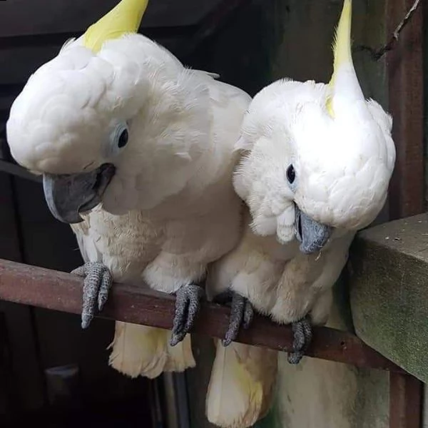 pappagalli parlanti | Foto 1